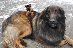 Leonberger-Rüde mit Freund