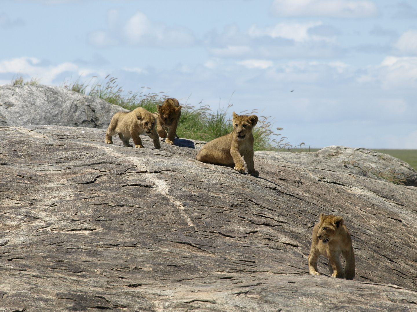 Leoncitos de excursión