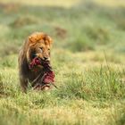 leone con pasto