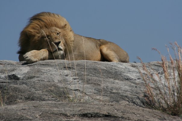 Leone dormiglione