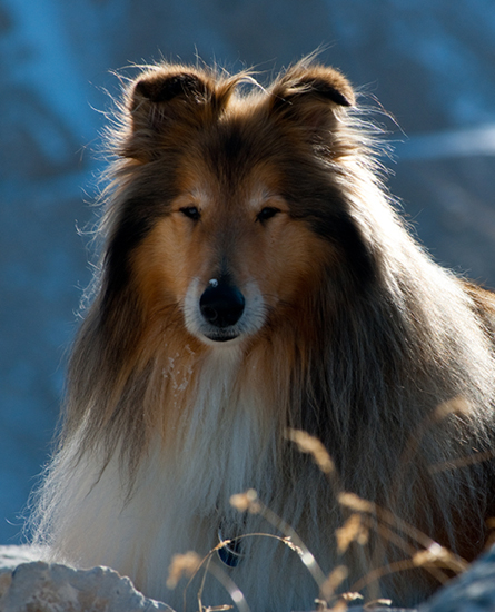 Leone Kischo in the Dolomites