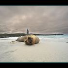 #Leone marino delle Galapagos workshop Oscar Mura https://www.wildlifefoto.it/