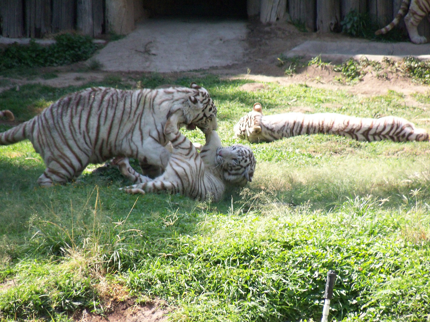 LEONES JUGANDO