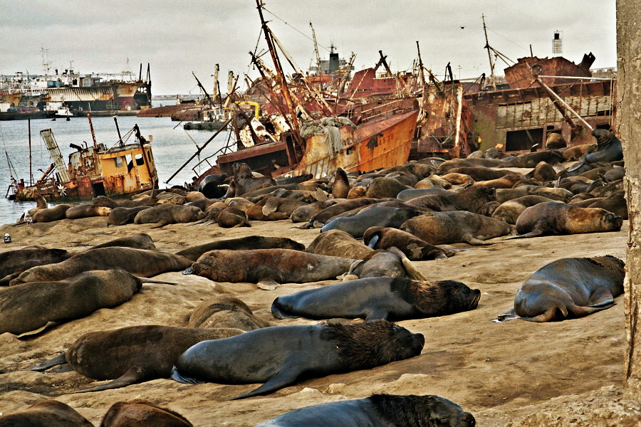 léones marinos