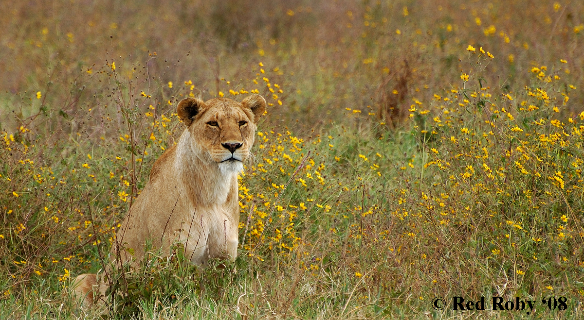 Leonessa nel "giardino" della savana (Tanzania)