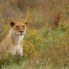 Leonessa nel "giardino" della savana (Tanzania)