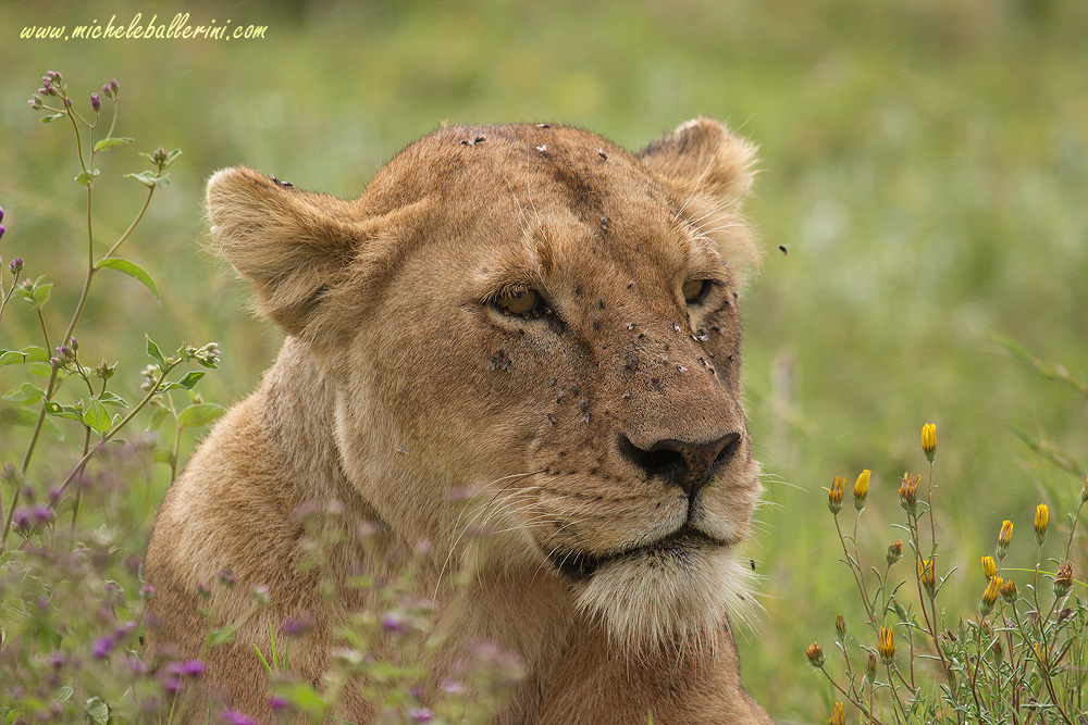 Leonessa - Tanzania