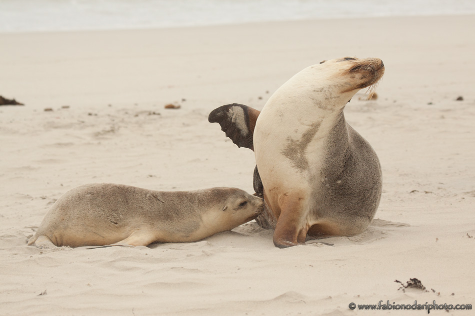 Leoni marini a Kangaroo Island - Australia