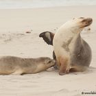 Leoni marini a Kangaroo Island - Australia