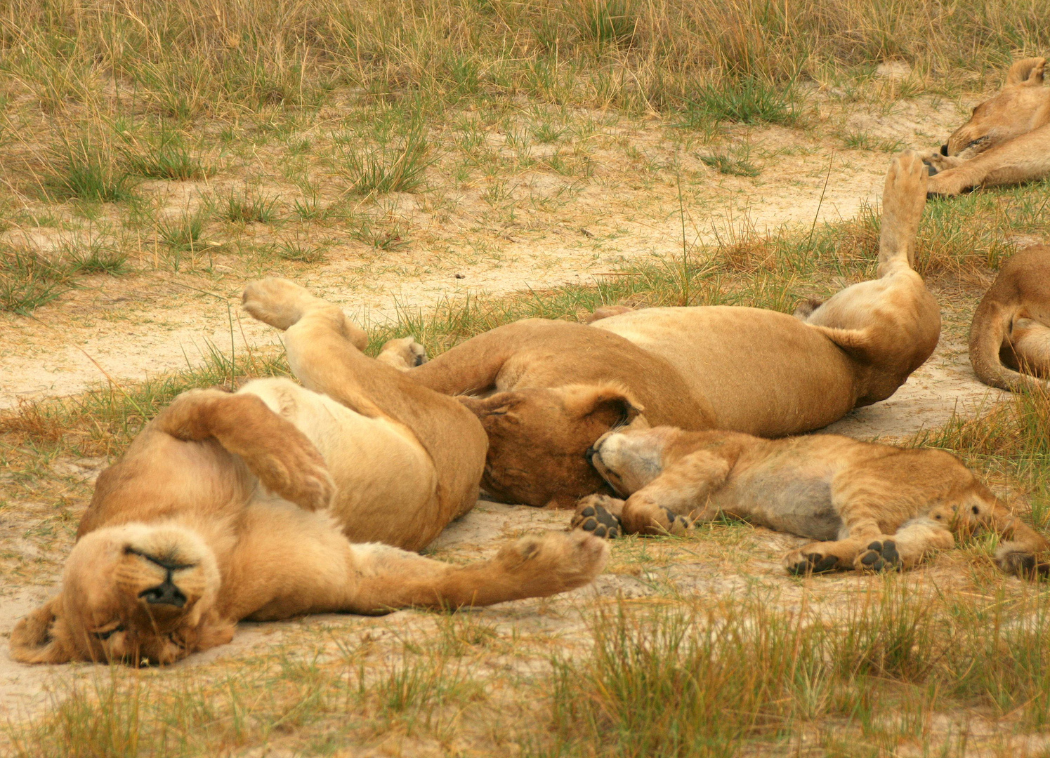 Leoni senza dignità