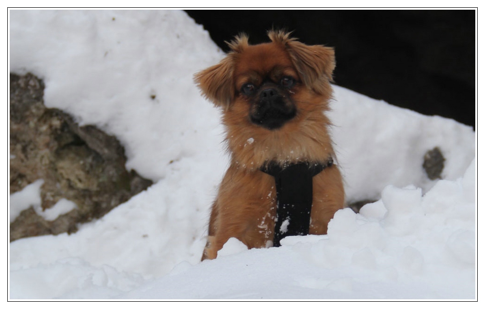 Leonie im Schnee