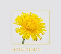 leontodon