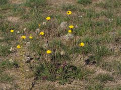 Leontodon autumnalis