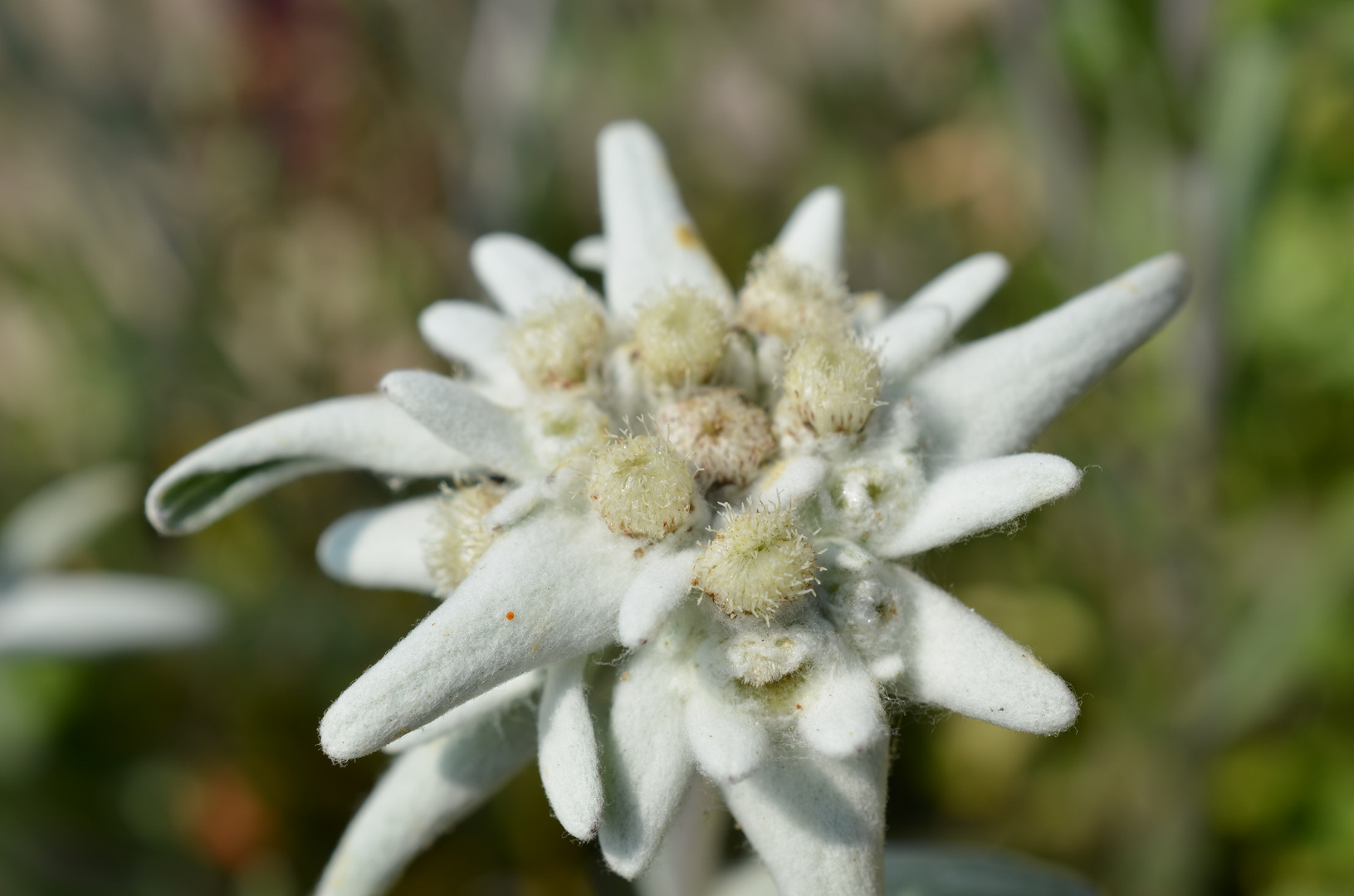 Leontopodium alpinum