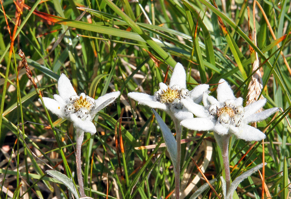 Leontopodium alpinum - Alpenedelweiß