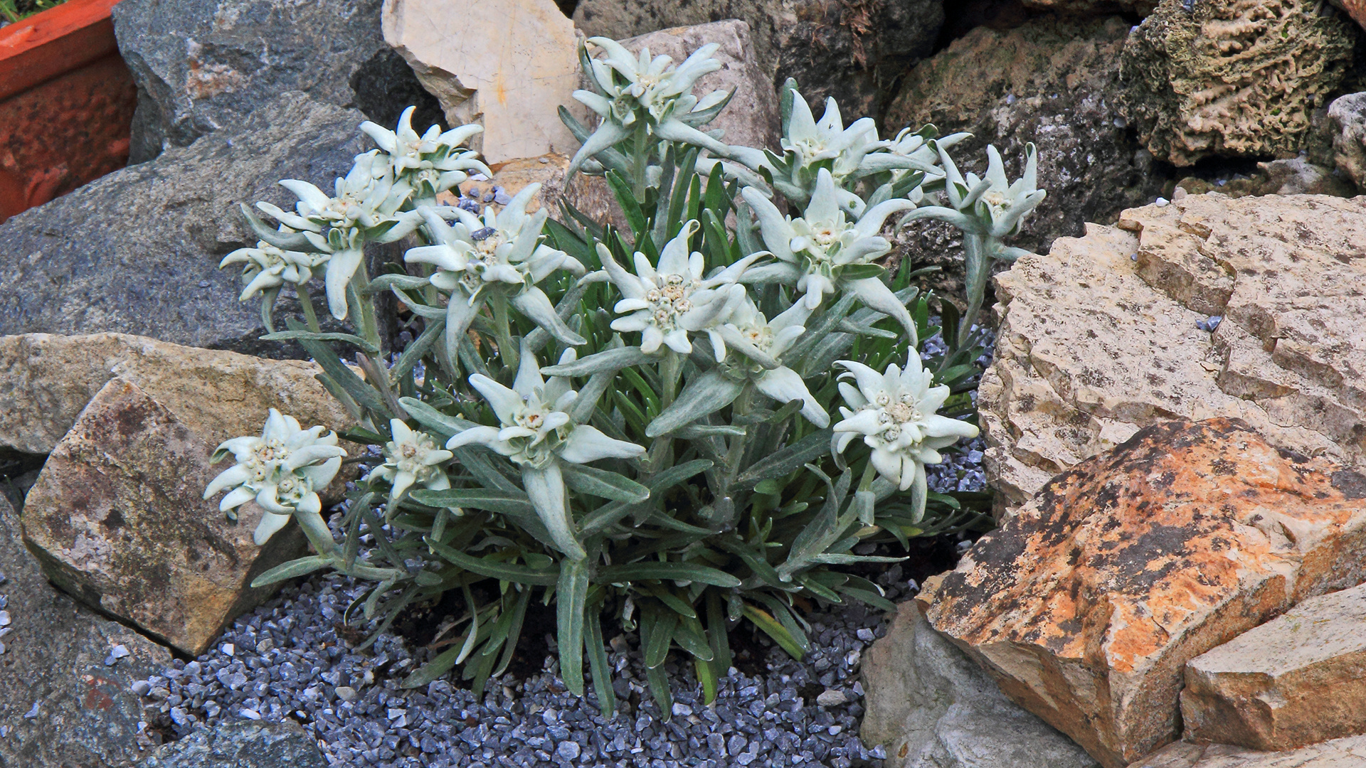 Leontopodium alpinum -Alpenedelweiss bei mir neu  im alpinen Gartenteil