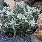 Leontopodium alpinum -Alpenedelweiss bei mir neu  im alpinen Gartenteil