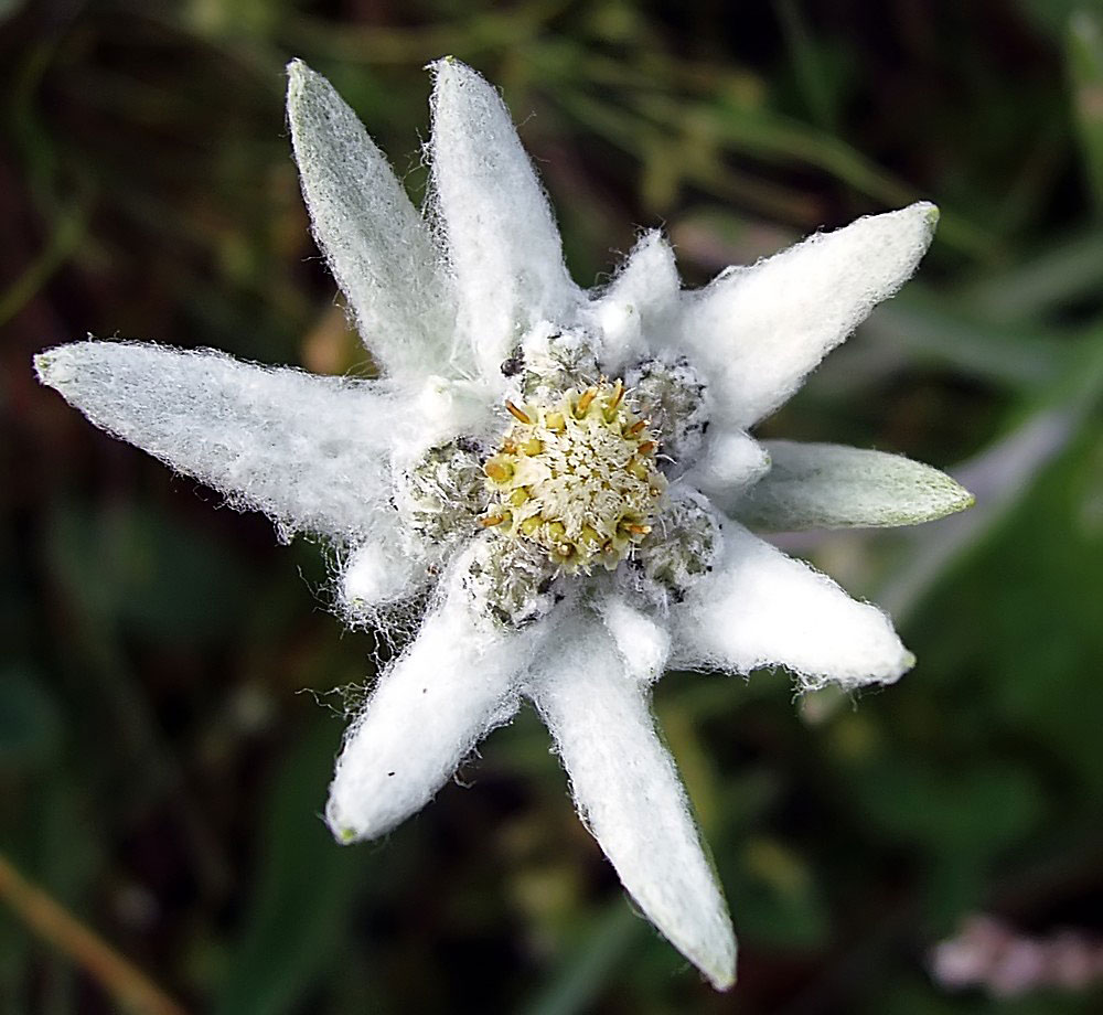 Leontopodium alpinum - Alpenedelweiß in meinem Alpinum