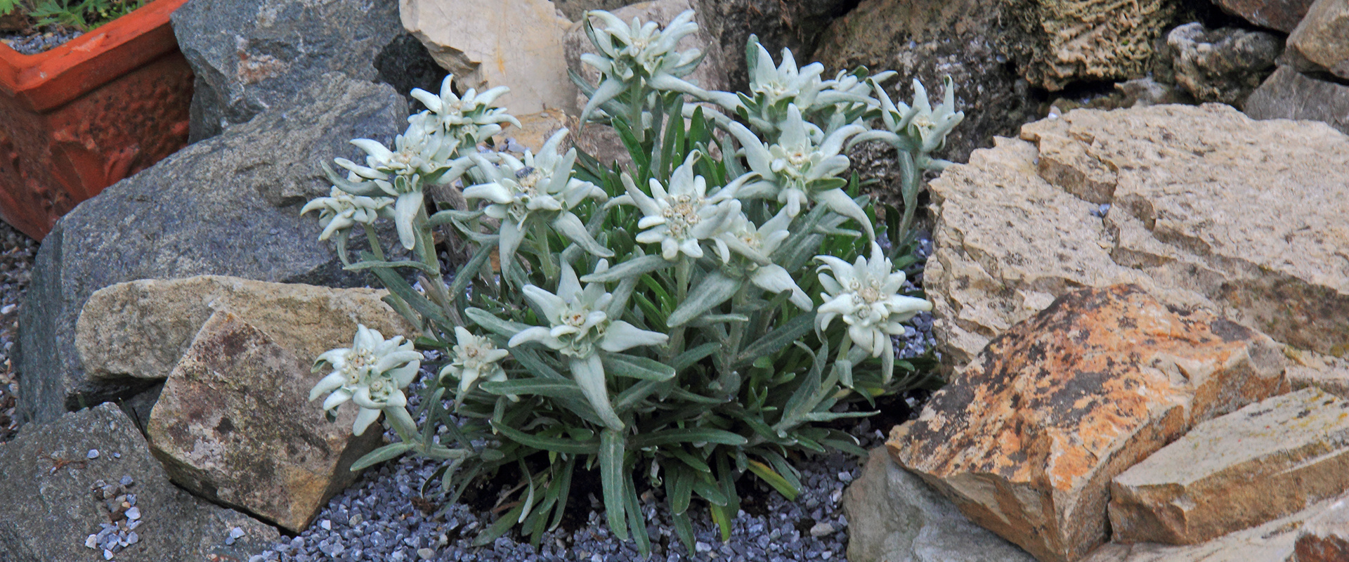 Leontopodium alpinum als typische "Kalkpflanze" im Dolomit als breites Bild, wobei ganz links ...