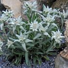 Leontopodium alpinum als typische "Kalkpflanze" im Dolomit als breites Bild, wobei ganz links ...
