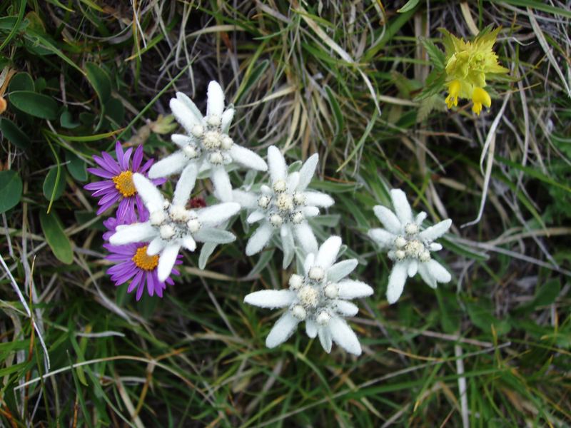 Leontopodium alpinum am Mattmark im Wallis