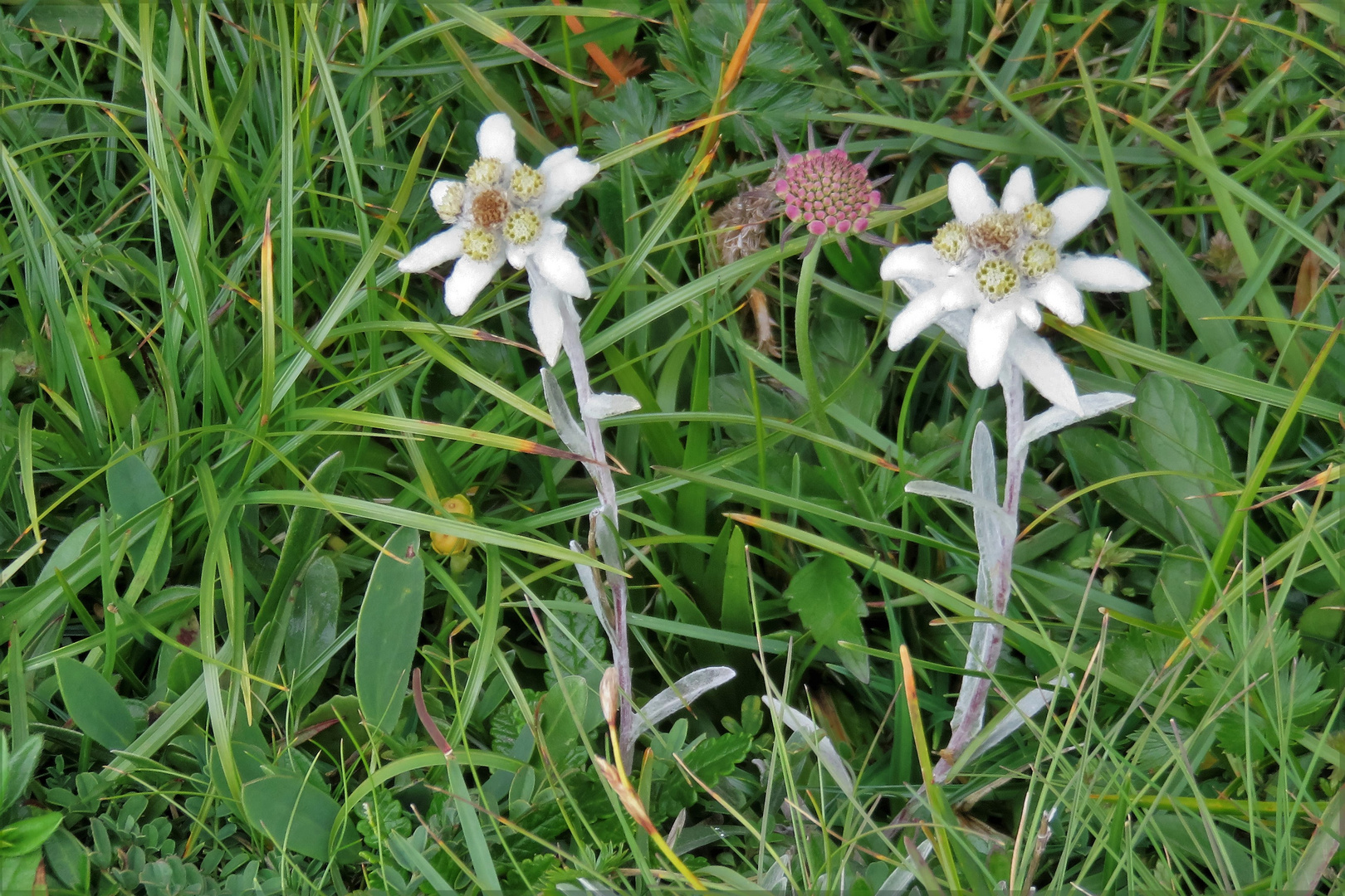 Leontopodium alpinum