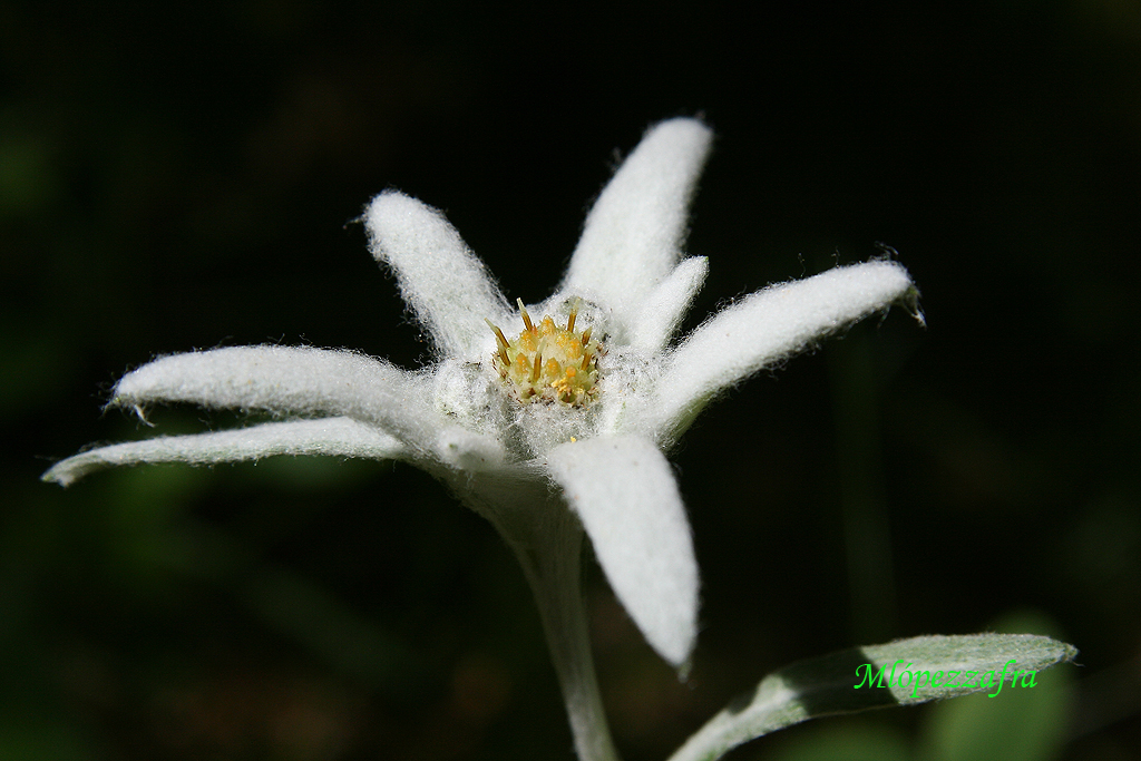 Leontopodium alpinum (Edelweiss)