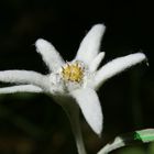 Leontopodium alpinum (Edelweiss)