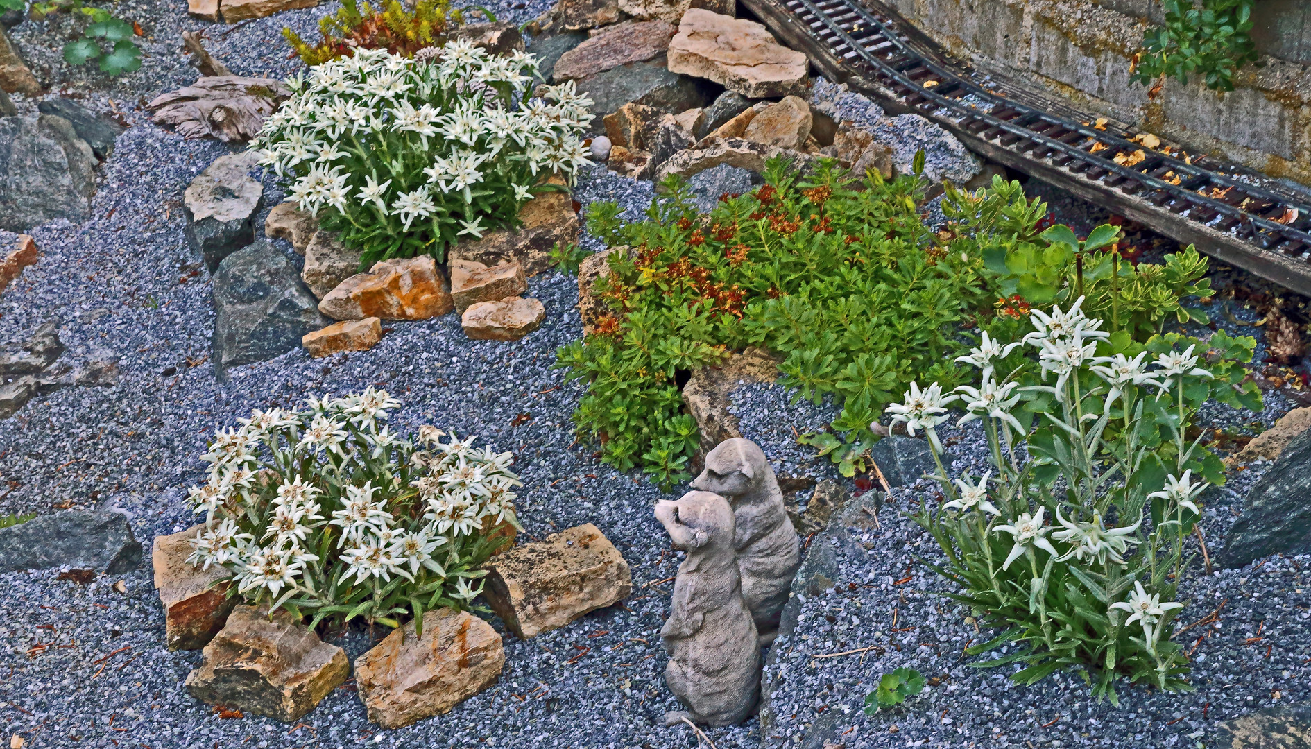 Leontopodium alpinum Edelweiß im Garten... Foto & Bild