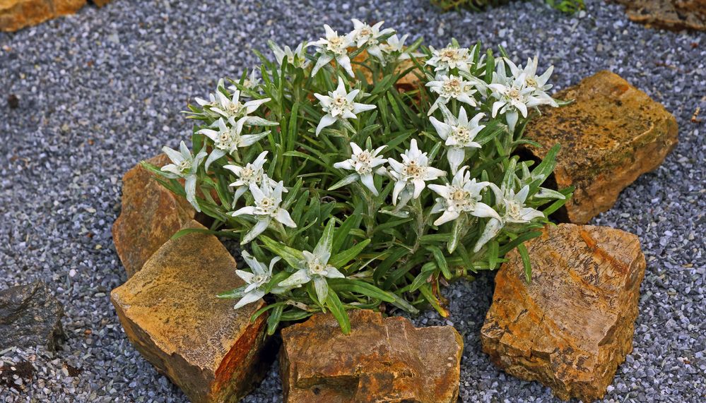 Leontopodium alpinum, Edelweiß in hervorragender Qualität...