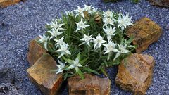 Leontopodium alpinum - Edelweiß "vom feinsten"...