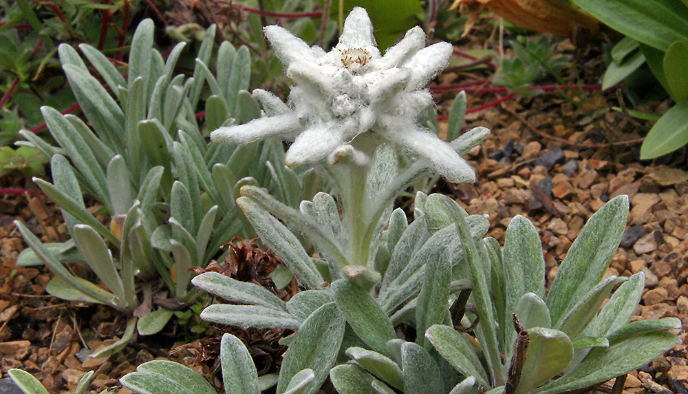 Leontopodium alpinum nivalis