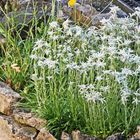 Leontopodium alpinum nivalis blüht immer noch herrlich...