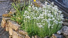 Leontopodium alpinum nivalis blüht immer noch herrlich...