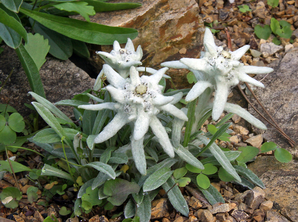 Leontopodium alpinum nivalis