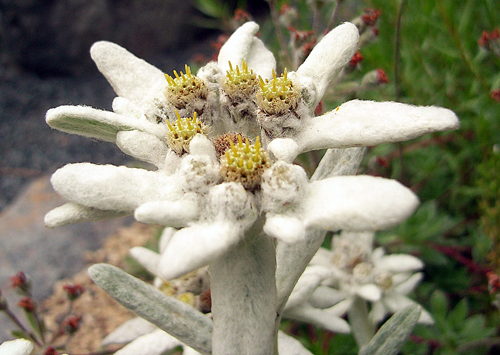 Leontopodium alpinum nivalis - Edelweiß