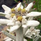 Leontopodium alpinum nivalis - Edelweiß