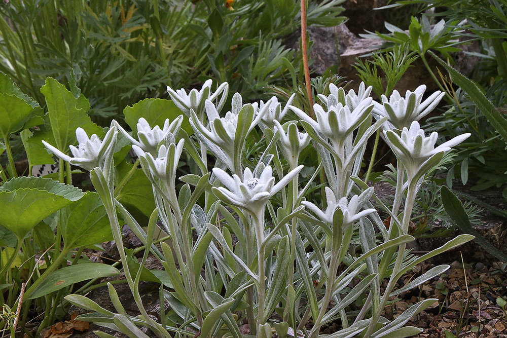 Leontopodium alpinum nivalis