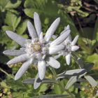 Leontopodium alpinum nivalis hier als "sommerlicher" Adventsstern gedacht ...