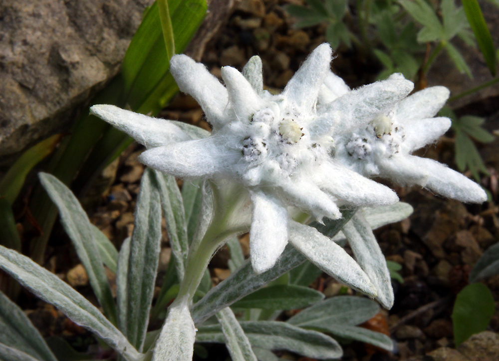 Leontopodium alpinum nivalis im Alpinum