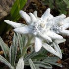 Leontopodium alpinum nivalis im Alpinum