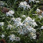 Leontopodium alpinum nivalis in meinem Alpinum und auch hier...