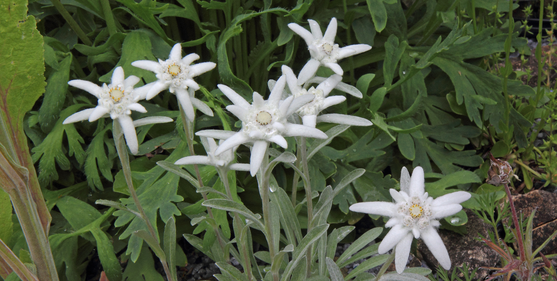 Leontopodium alpinum ssp. nivalis  Edelweiß