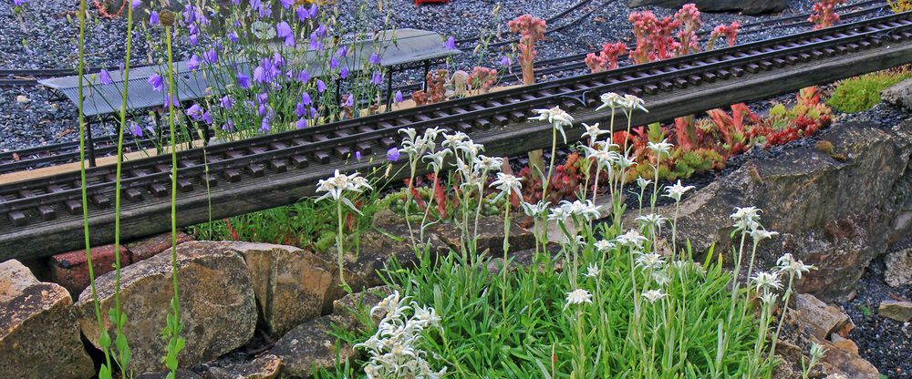 Leontopodium, Campanula und Sempervivum in einer zweiten Variante