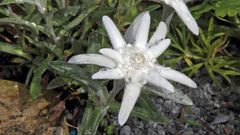 Leontopodium nivale subsp.alpinum - Alpenedelweiß ...