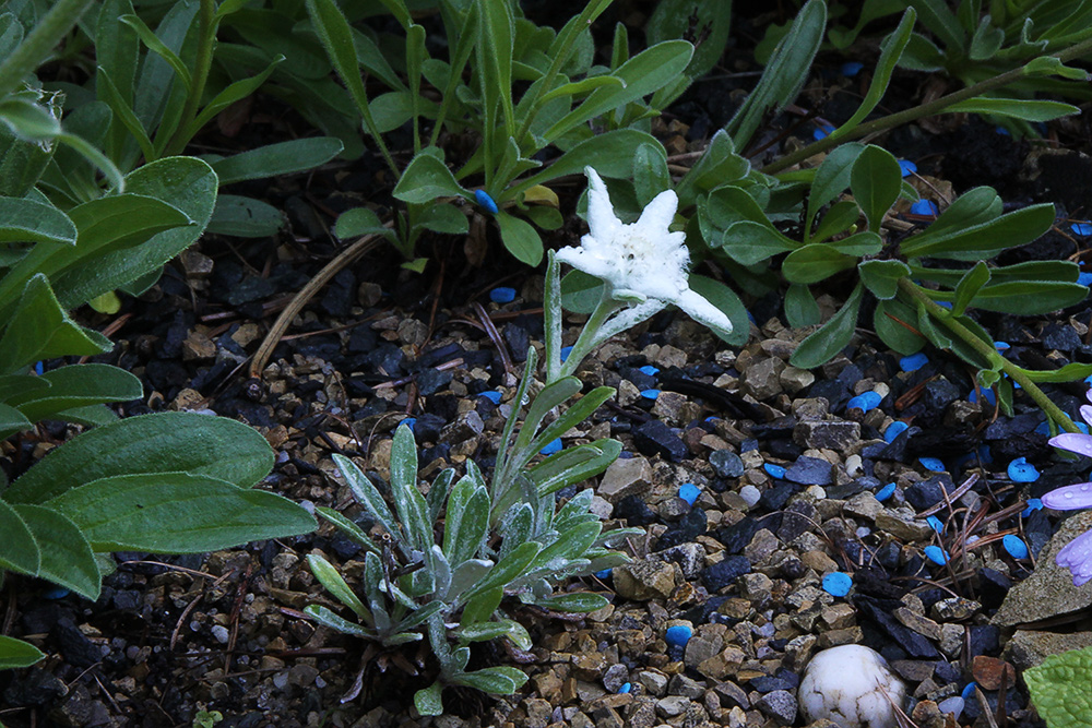 Leontopodium nivalis erste Blüte