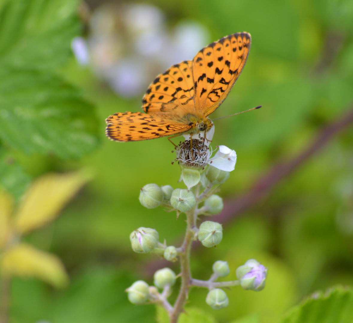 leopaillon