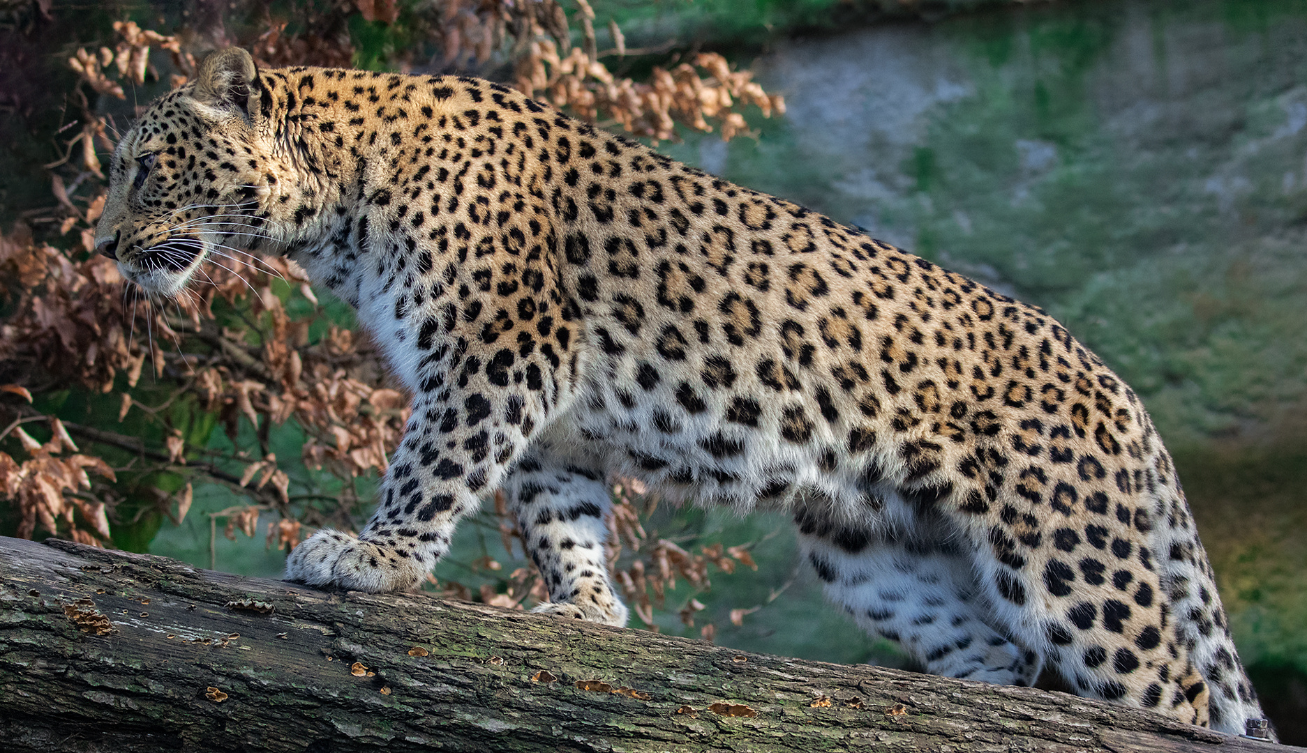 Leopard 001a