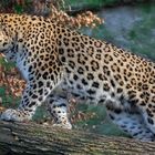 Leopard 001a