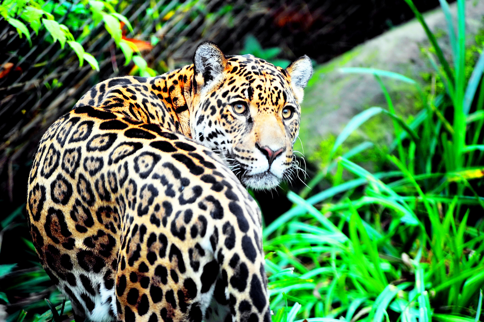 Leopard 06